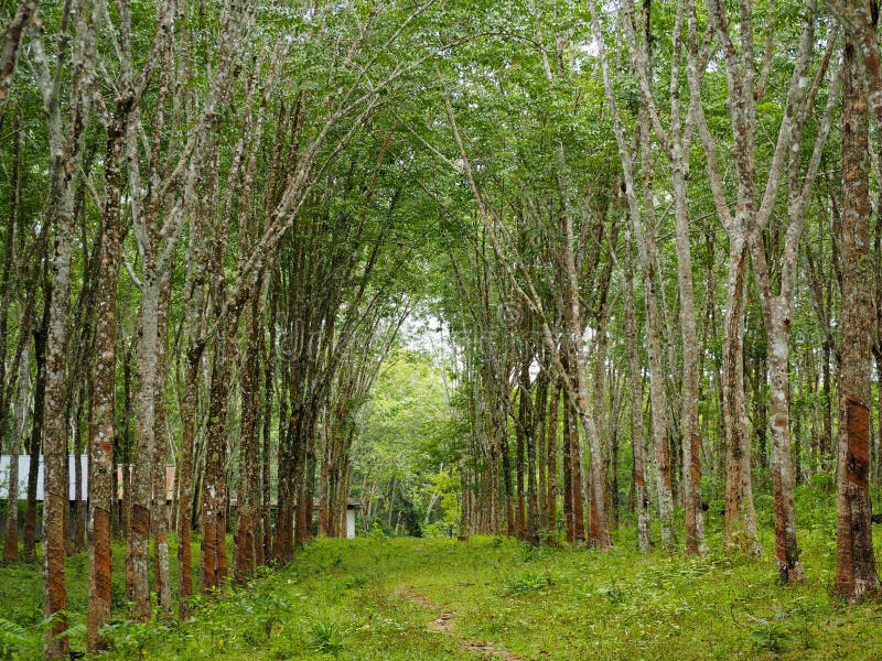 Rubber trees stock photo. Image of latex, elastic, farm 128504394