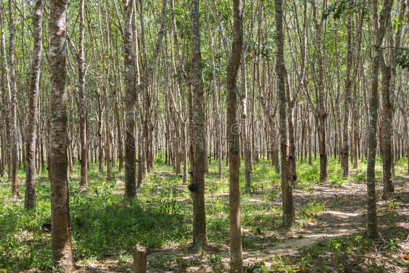 Rubber Trees in the Row for Rubber Tree Farm in Thailand Stock Image