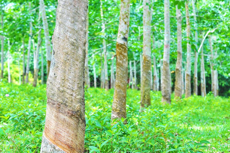 Rubber Trees at Rubber Estate Stock Image Image of plant, collect