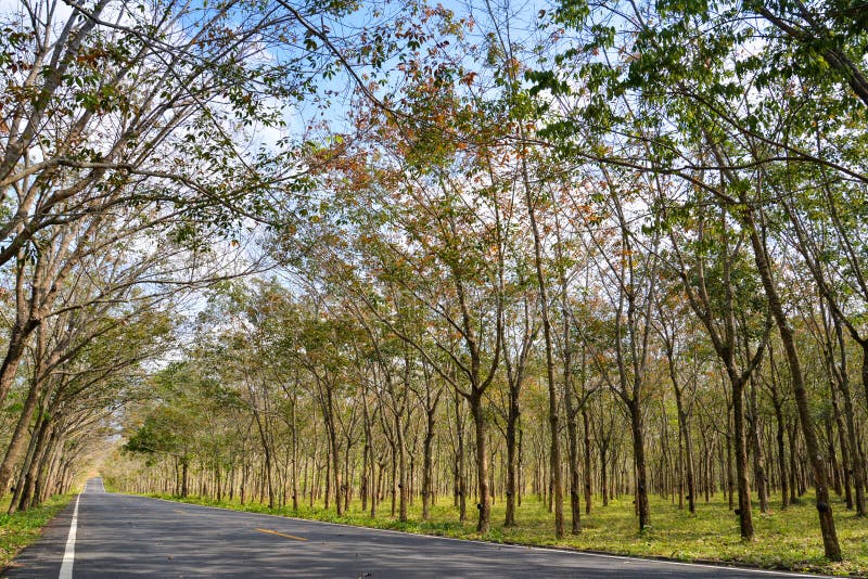 Rubber trees, Thailand stock photo. Image of beam, agriculture 87872778