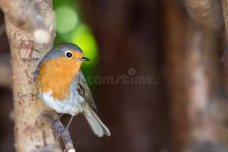 Rubecula del Erithacus del petirrojo del petirrojo Pájaro europeo del jardín en cierre para arriba foto de archivo Rubecula del Erithacus del petirrojo del petirrojo Pájaro europeo del jardín en cierre para arriba foto de archivo