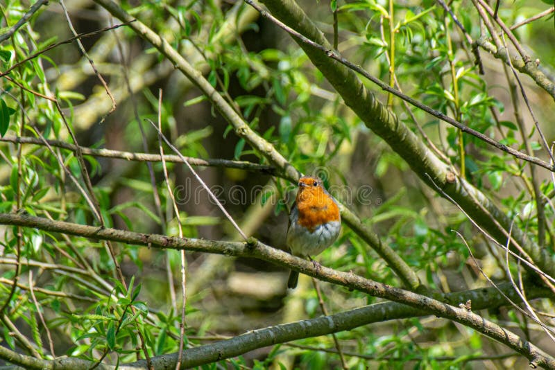 Rubecula Erithacus Робин европейца садить на насест на ветви дерева весной стоковые фото Rubecula Erithacus Робин европейца садить на насест на ветви дерева весной стоковые фото