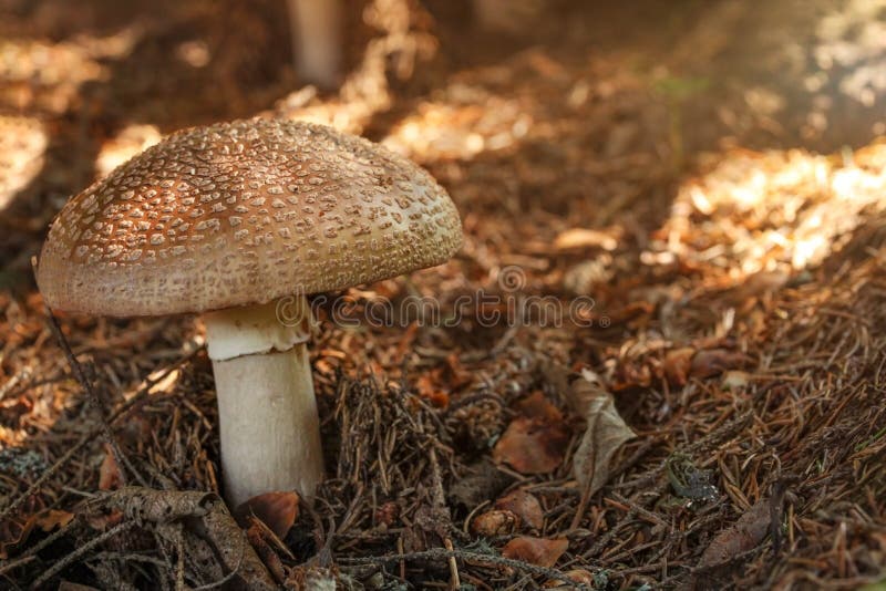 Rubescens do amanita do ruge no musgo seco, sol que brilha um pouco, i foto de stock royalty free Rubescens do amanita do ruge no musgo seco, sol que brilha um pouco, i foto de stock royalty free