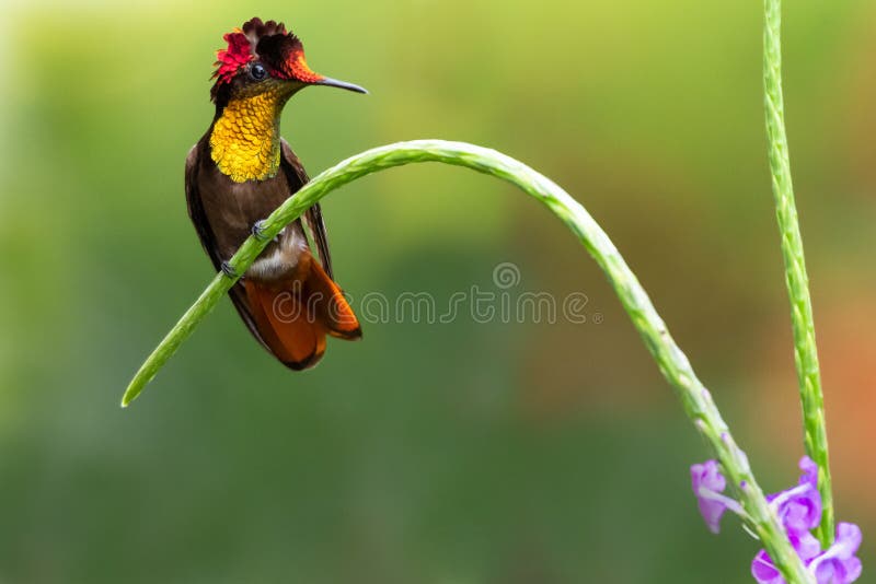Rubi Colorido Topaz Hummingbird Com Flor Roxa Imagem de Stock - Imagem de  fundo, iridescente: 232778167