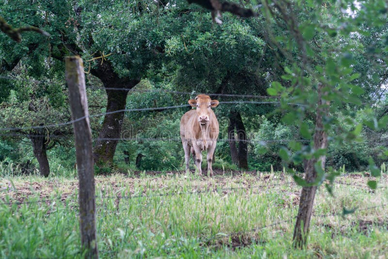 Rubia de vaca apuntando desde el frente. Vaca rubia en el prado bajo grandes árboles mirando directamente detrás de una valla de alambre sin foco