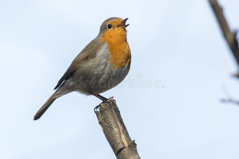 Rubicula της Robin redbreast Erithacus στοκ εικόνα με δικαίωμα ελεύθερης χρήσης Rubicula της Robin redbreast Erithacus στοκ εικόνα με δικαίωμα ελεύθερης χρήσης