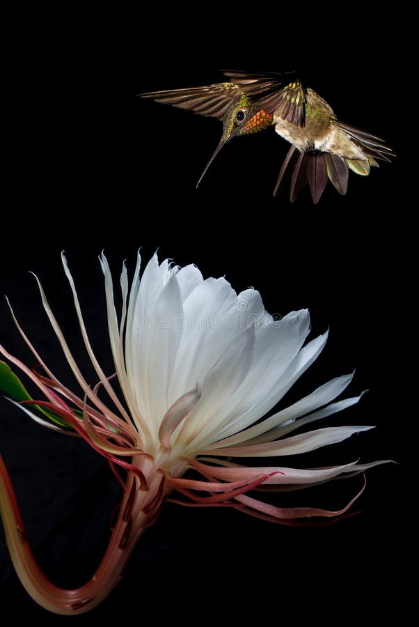 Hummingbird with tropical flower over black background vertical image. Hummingbird with tropical flower over black background vertical image