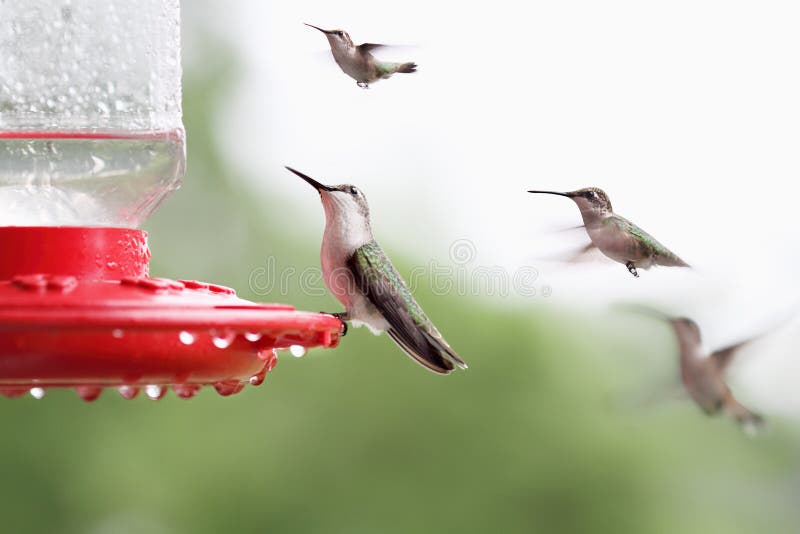 Rubin-Throated kolibrisammanträde på förlagemataren royaltyfria foton Rubin-Throated kolibrisammanträde på förlagemataren royaltyfria foton