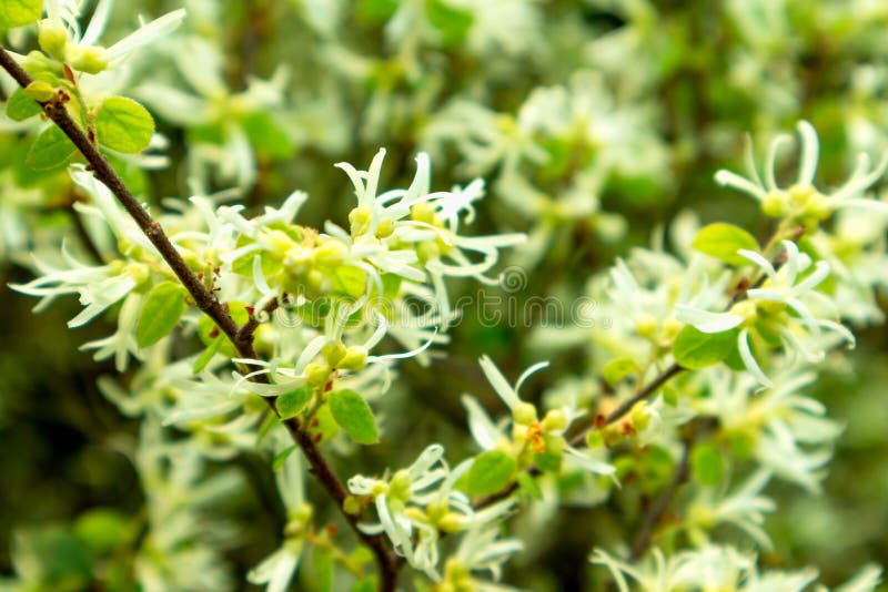 Loropetalum chinense is usually rare shrubs, small trees, up to 12 meters, diameter 30 cm; branchlets with rust colored stellate hairs. The middle and lower reaches of the Yangtze River and the north of the Tropic of cancer. The northern part of India is also distributed. Mostly in hills and hilly shrubs. Flowers 3-8 clusters, short pedicel, white, open to new Ye Xian, or open to new Ye Xian, or with young leaves, about 1 cm long, with hair; bracts linear, 3 mm long; calyx tube cup like, star hair, calyx ovate, 2 millimeter long, after flower; petals 4, banded, 1-2 cm long, round or blunt; stamens 4, filaments of very short, angular; 4 stamens It is scale like, alternating with stamens; ovary is completely inferior, with star hair; style is very short, about 1 mm long; ovule 1, hanging on the inner upper corner of carpels. Loropetalum chinense is usually rare shrubs, small trees, up to 12 meters, diameter 30 cm; branchlets with rust colored stellate hairs. The middle and lower reaches of the Yangtze River and the north of the Tropic of cancer. The northern part of India is also distributed. Mostly in hills and hilly shrubs. Flowers 3-8 clusters, short pedicel, white, open to new Ye Xian, or open to new Ye Xian, or with young leaves, about 1 cm long, with hair; bracts linear, 3 mm long; calyx tube cup like, star hair, calyx ovate, 2 millimeter long, after flower; petals 4, banded, 1-2 cm long, round or blunt; stamens 4, filaments of very short, angular; 4 stamens It is scale like, alternating with stamens; ovary is completely inferior, with star hair; style is very short, about 1 mm long; ovule 1, hanging on the inner upper corner of carpels.