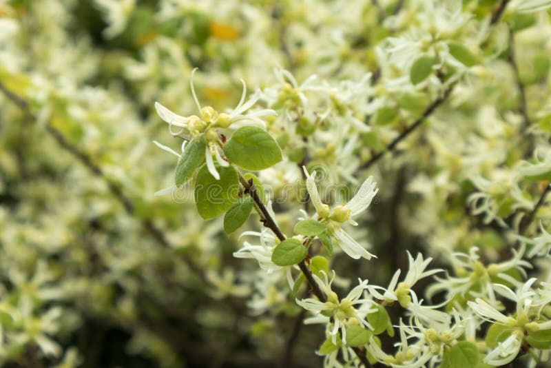 Loropetalum chinense is usually rare shrubs, small trees, up to 12 meters, diameter 30 cm; branchlets with rust colored stellate hairs. The middle and lower reaches of the Yangtze River and the north of the Tropic of cancer. The northern part of India is also distributed. Mostly in hills and hilly shrubs. Flowers 3-8 clusters, short pedicel, white, open to new Ye Xian, or open to new Ye Xian, or with young leaves, about 1 cm long, with hair; bracts linear, 3 mm long; calyx tube cup like, star hair, calyx ovate, 2 millimeter long, after flower; petals 4, banded, 1-2 cm long, round or blunt; stamens 4, filaments of very short, angular; 4 stamens It is scale like, alternating with stamens; ovary is completely inferior, with star hair; style is very short, about 1 mm long; ovule 1, hanging on the inner upper corner of carpels. Loropetalum chinense is usually rare shrubs, small trees, up to 12 meters, diameter 30 cm; branchlets with rust colored stellate hairs. The middle and lower reaches of the Yangtze River and the north of the Tropic of cancer. The northern part of India is also distributed. Mostly in hills and hilly shrubs. Flowers 3-8 clusters, short pedicel, white, open to new Ye Xian, or open to new Ye Xian, or with young leaves, about 1 cm long, with hair; bracts linear, 3 mm long; calyx tube cup like, star hair, calyx ovate, 2 millimeter long, after flower; petals 4, banded, 1-2 cm long, round or blunt; stamens 4, filaments of very short, angular; 4 stamens It is scale like, alternating with stamens; ovary is completely inferior, with star hair; style is very short, about 1 mm long; ovule 1, hanging on the inner upper corner of carpels.