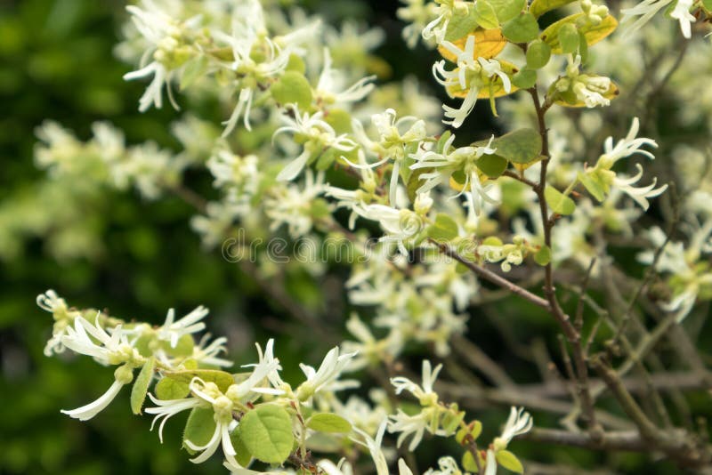 Loropetalum chinense is usually rare shrubs, small trees, up to 12 meters, diameter 30 cm; branchlets with rust colored stellate hairs. The middle and lower reaches of the Yangtze River and the north of the Tropic of cancer. The northern part of India is also distributed. Mostly in hills and hilly shrubs. Flowers 3-8 clusters, short pedicel, white, open to new Ye Xian, or open to new Ye Xian, or with young leaves, about 1 cm long, with hair; bracts linear, 3 mm long; calyx tube cup like, star hair, calyx ovate, 2 millimeter long, after flower; petals 4, banded, 1-2 cm long, round or blunt; stamens 4, filaments of very short, angular; 4 stamens It is scale like, alternating with stamens; ovary is completely inferior, with star hair; style is very short, about 1 mm long; ovule 1, hanging on the inner upper corner of carpels. Loropetalum chinense is usually rare shrubs, small trees, up to 12 meters, diameter 30 cm; branchlets with rust colored stellate hairs. The middle and lower reaches of the Yangtze River and the north of the Tropic of cancer. The northern part of India is also distributed. Mostly in hills and hilly shrubs. Flowers 3-8 clusters, short pedicel, white, open to new Ye Xian, or open to new Ye Xian, or with young leaves, about 1 cm long, with hair; bracts linear, 3 mm long; calyx tube cup like, star hair, calyx ovate, 2 millimeter long, after flower; petals 4, banded, 1-2 cm long, round or blunt; stamens 4, filaments of very short, angular; 4 stamens It is scale like, alternating with stamens; ovary is completely inferior, with star hair; style is very short, about 1 mm long; ovule 1, hanging on the inner upper corner of carpels.