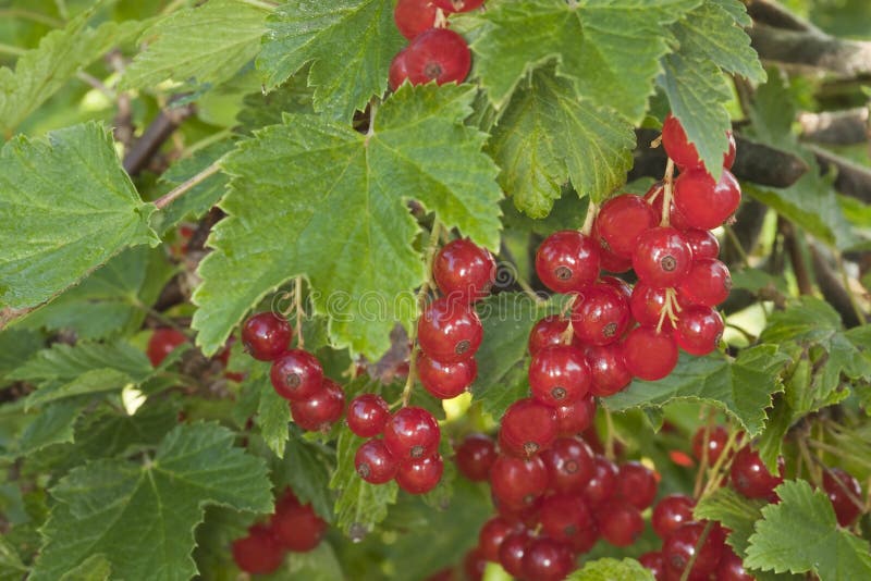 rubrum ribes смородин красный стоковые фотографии rf rubrum ribes смородин красный стоковые фотографии rf