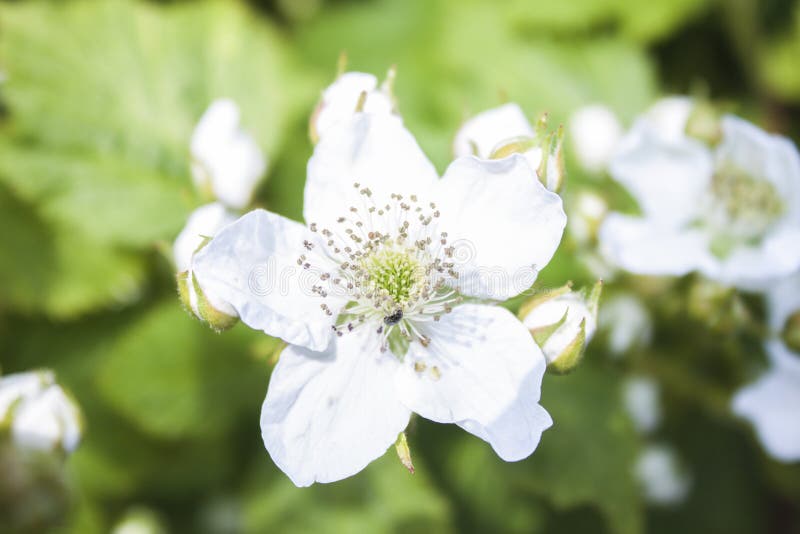 Rubus fruticosus, Brombeerblume lizenzfreie stockfotografie Rubus fruticosus, Brombeerblume lizenzfreie stockfotografie