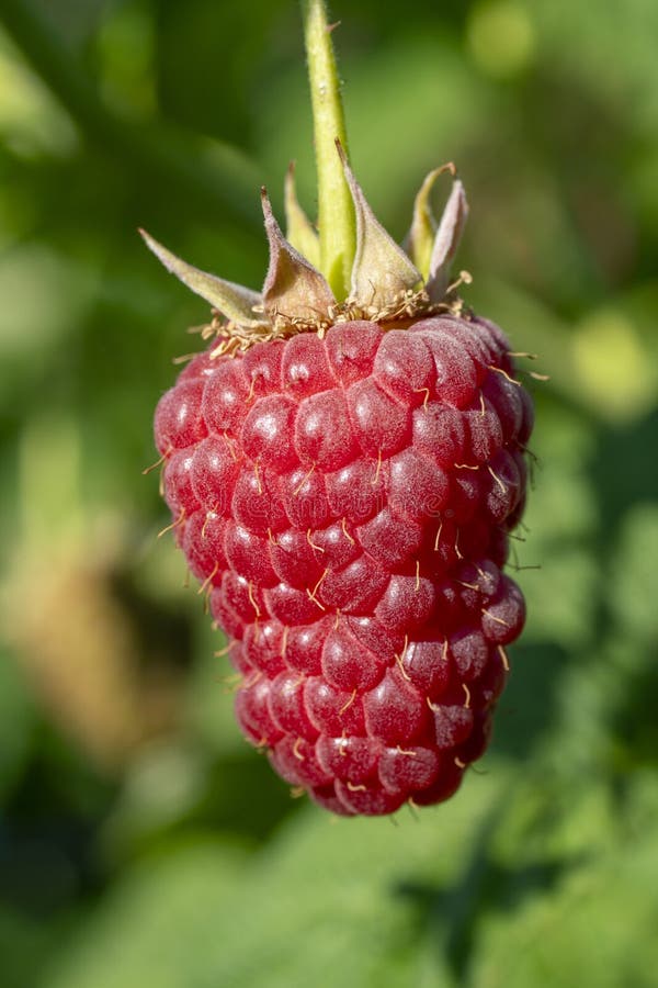 Rubus idaeus berry stock images