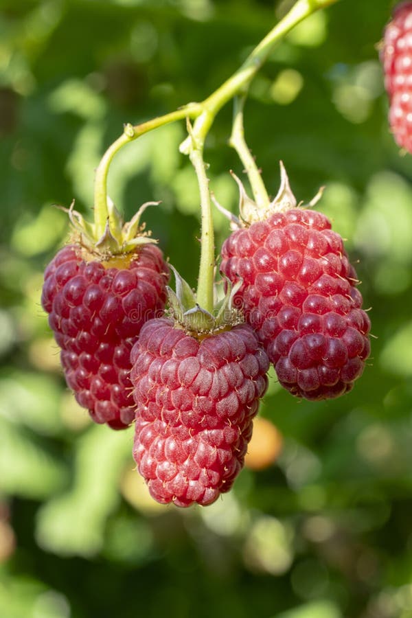 Rubus idaeus berry stock photos