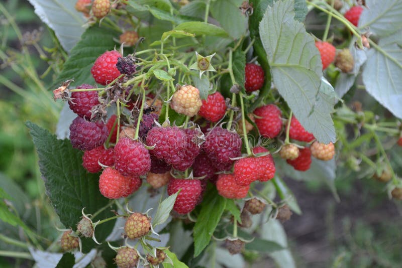 Rubus idaeus. Raspberries. Raspberry berries stock photography