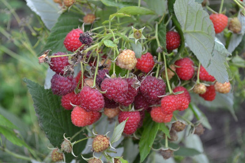 Rubus idaeus. Raspberries. Raspberry berries royalty free stock image