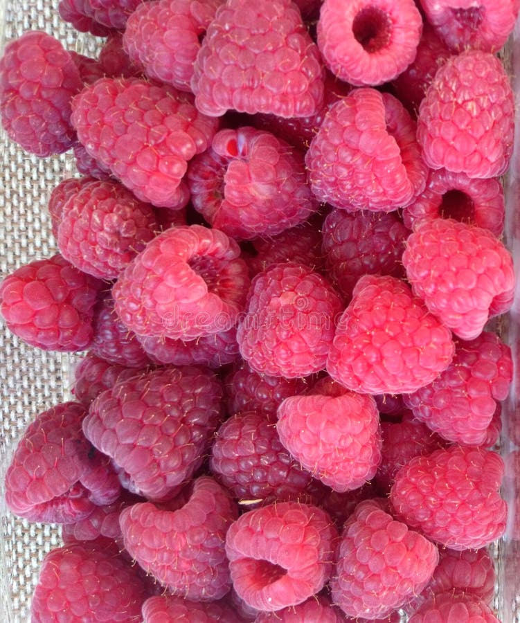 Rubus idaeus (raspberry, red raspberry royalty free stock image