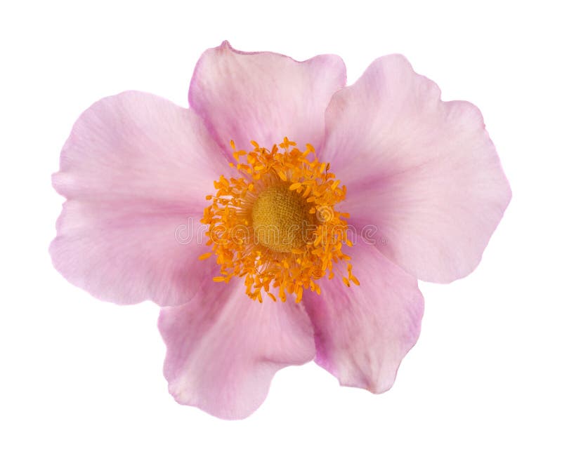 Rubus odoratus Blume lizenzfreies stockfoto Rubus odoratus Blume lizenzfreies stockfoto