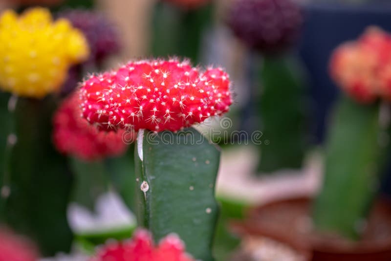 Ruby Ball Cactus A Portrait Of A House Plant Howstuffworks