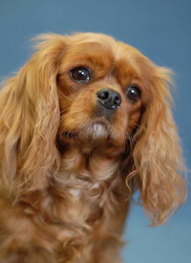 ruby cavalier spaniel