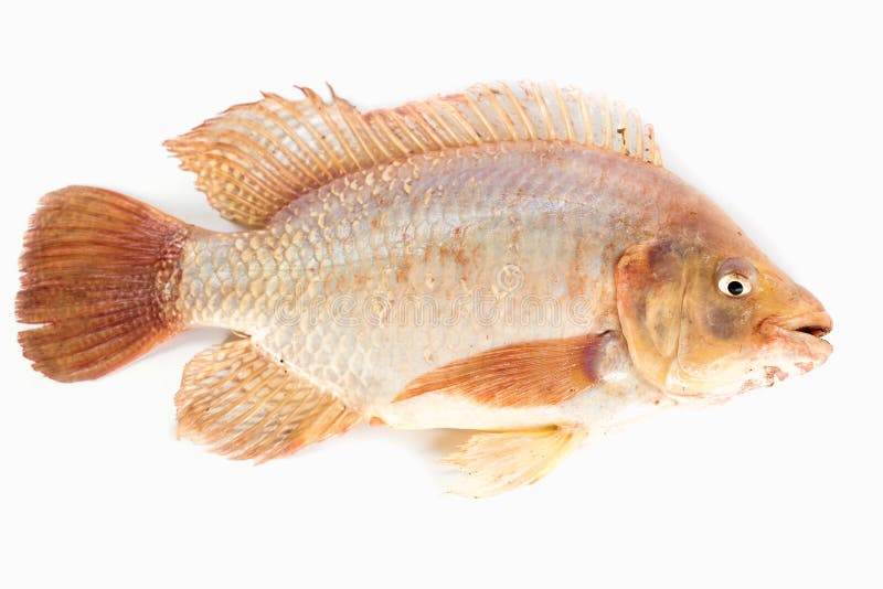 Ruby Fish. Nile Tilapia Fish Isolated on White Background, Fish Meat