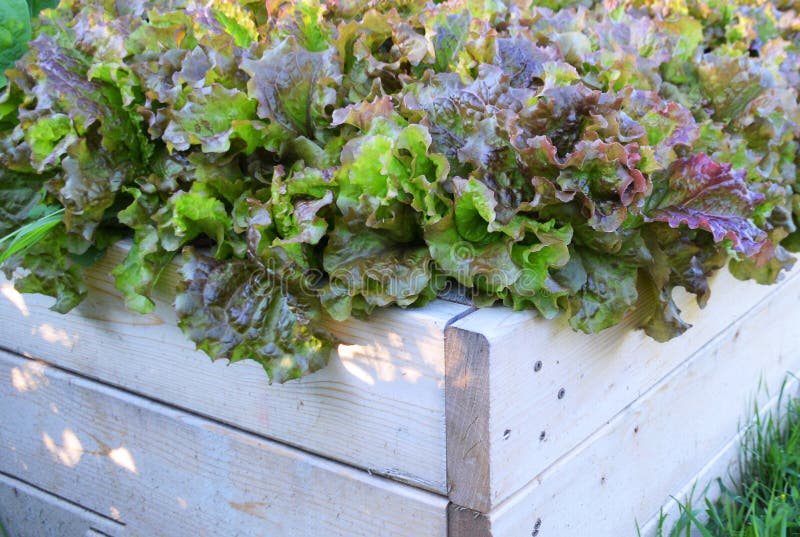 Ruby Lettuce Growing in a Backyard Garden Box Stock Photo Image of
