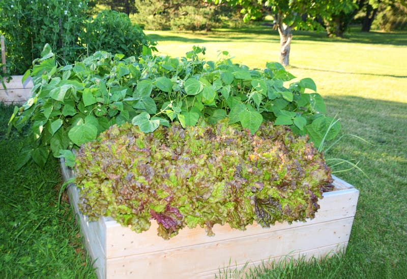Lettuce and Beans Growing in a Backyard Garden Box Stock Photo Image