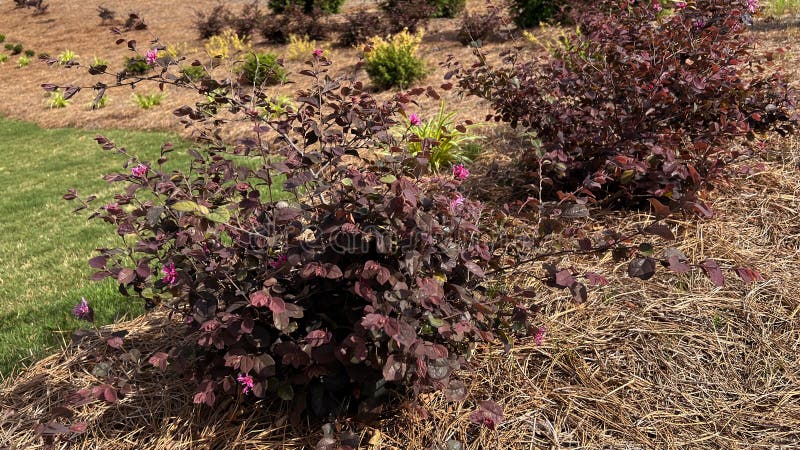 Ruby Loropetalum Chinese Fringe Flower with pink blooms in late spring.