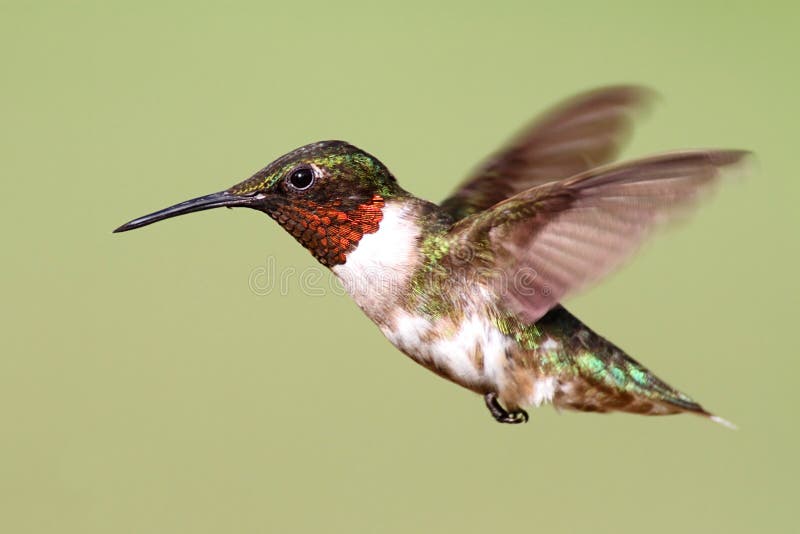 Ruby-throated Hummingbird (archilochus colubris)