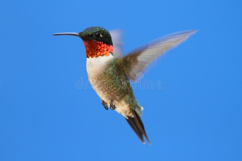 Ruby-throated Hummingbird (archilochus colubris)