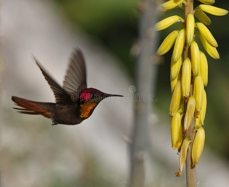 Ruby-throated hummingbird (archilochus colubris)