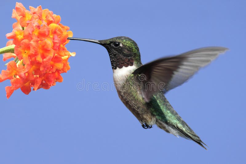 Ruby-throated Hummingbird (archilochus colubris)