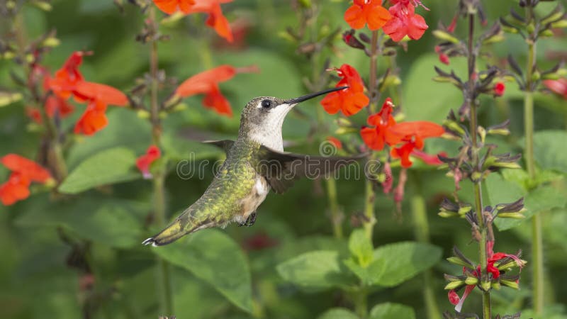 Hummingbird in flight looking back over his wing