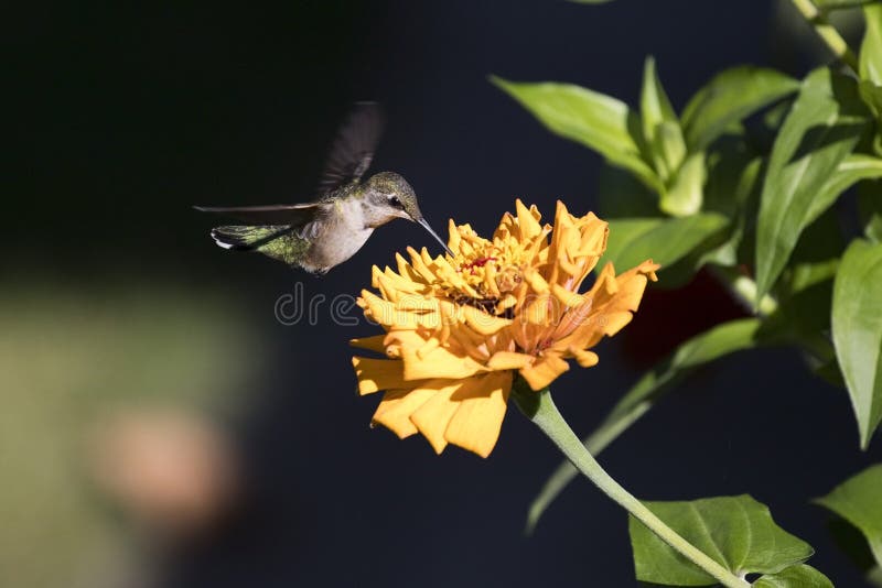 Ruby Throated Hummingbird Eating Nectar from Flower Stock Photo Image