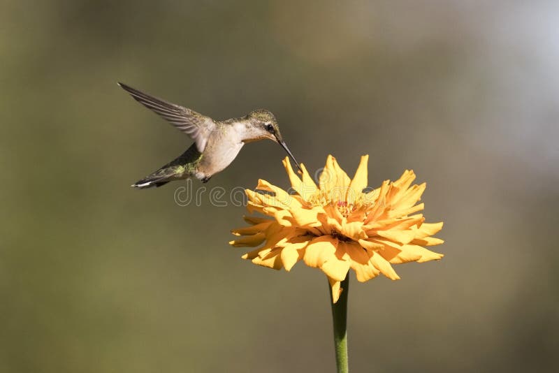 Ruby Throated Hummingbird Eating Nectar from Flowr Stock Photo Image