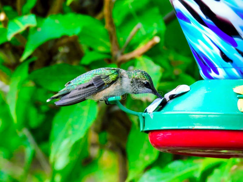 RubyThroated Hummingbird Feeding at Nectar Feeder Stock Photo Image