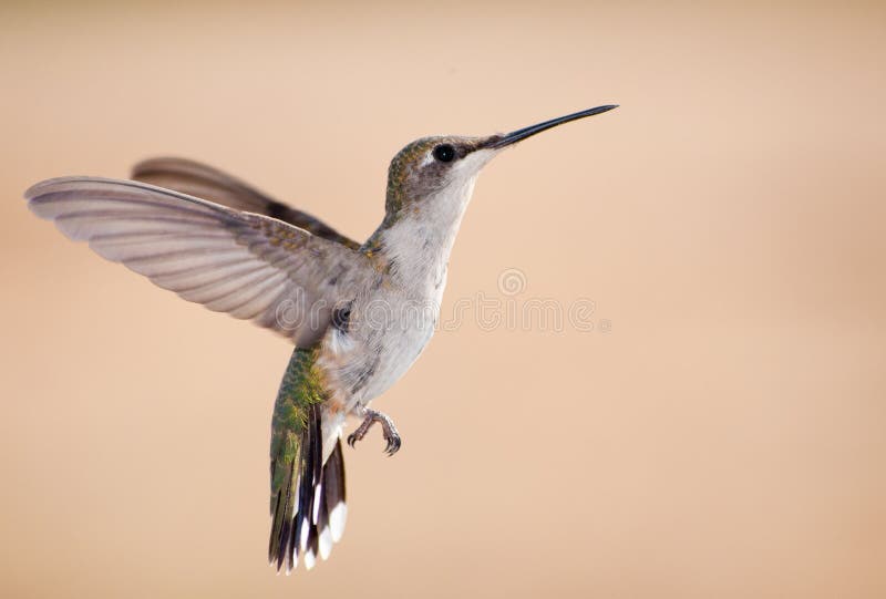 Ruby-throated Hummingbird in flight stock image Ruby-throated Hummingbird in flight stock image