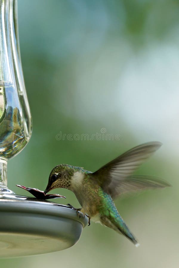 Ruby Throated Hummingbird - maschio acerbo fotografia stock libera da diritti Ruby Throated Hummingbird - maschio acerbo fotografia stock libera da diritti