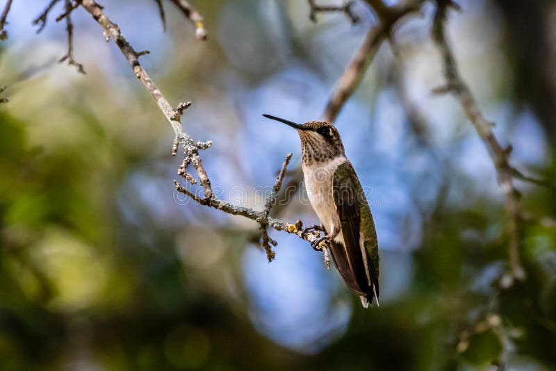 Ruby-throated Hummingbird Resting in the Oak Tree stock photo Ruby-throated Hummingbird Resting in the Oak Tree stock photo