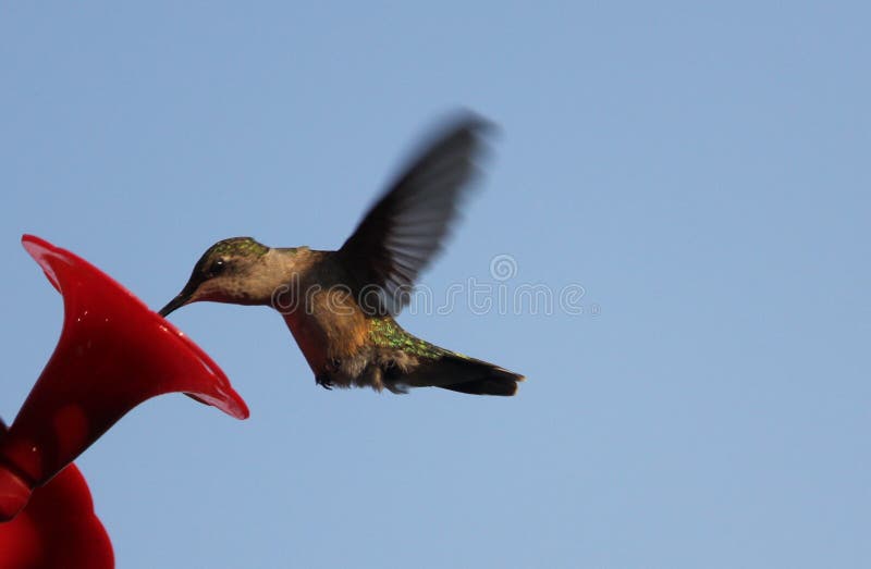 Ruby Throated Hummingbird South Central Manitoba arkivfoton Ruby Throated Hummingbird South Central Manitoba arkivfoton
