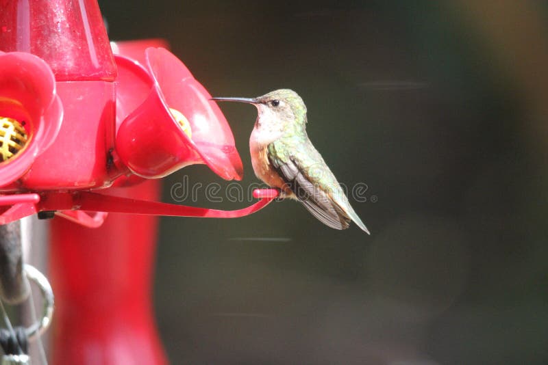 Ruby Throated Hummingbird South Central Manitoba royaltyfri fotografi Ruby Throated Hummingbird South Central Manitoba royaltyfri fotografi