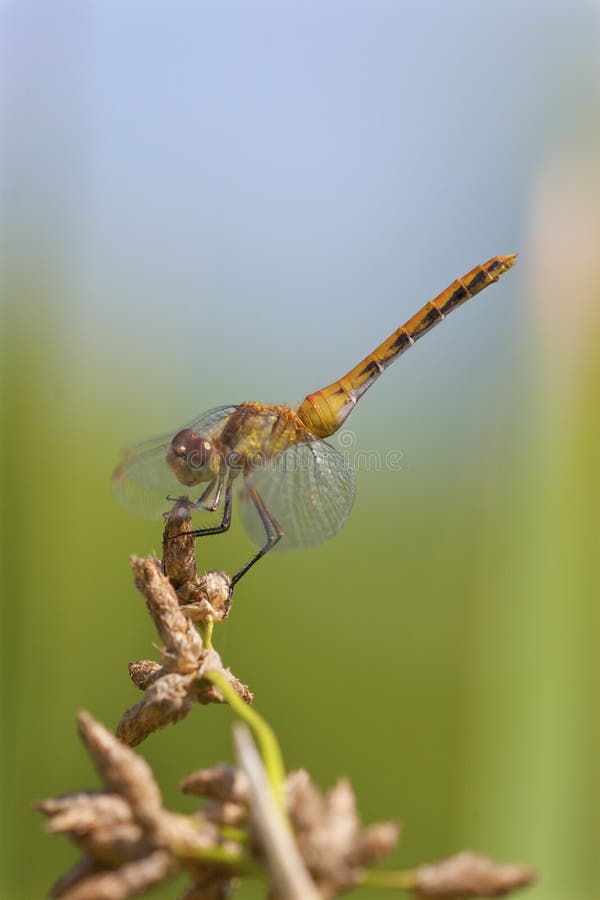 Ruby or White-faced Meadowhawk immature dragonfly perched on Rush in in obelisk position in Lockport Prairie Nature Preserve Lockport Illinois    702869   Sympetrum obtrusum   Sympetrum rubicundulum. Ruby or White-faced Meadowhawk immature dragonfly perched on Rush in in obelisk position in Lockport Prairie Nature Preserve Lockport Illinois    702869   Sympetrum obtrusum   Sympetrum rubicundulum