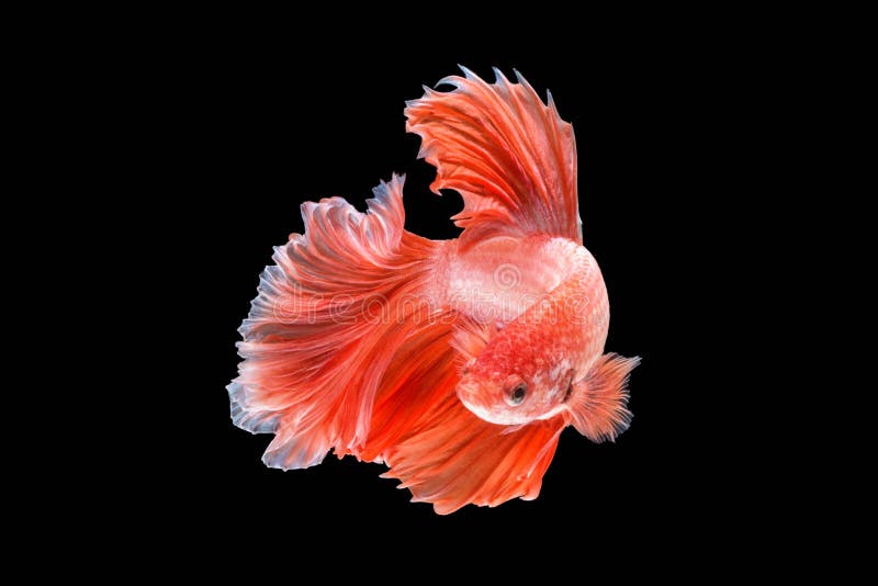 Ruch Betta ryba, siamese obrazy stock Ruch Betta ryba, siamese obrazy stock