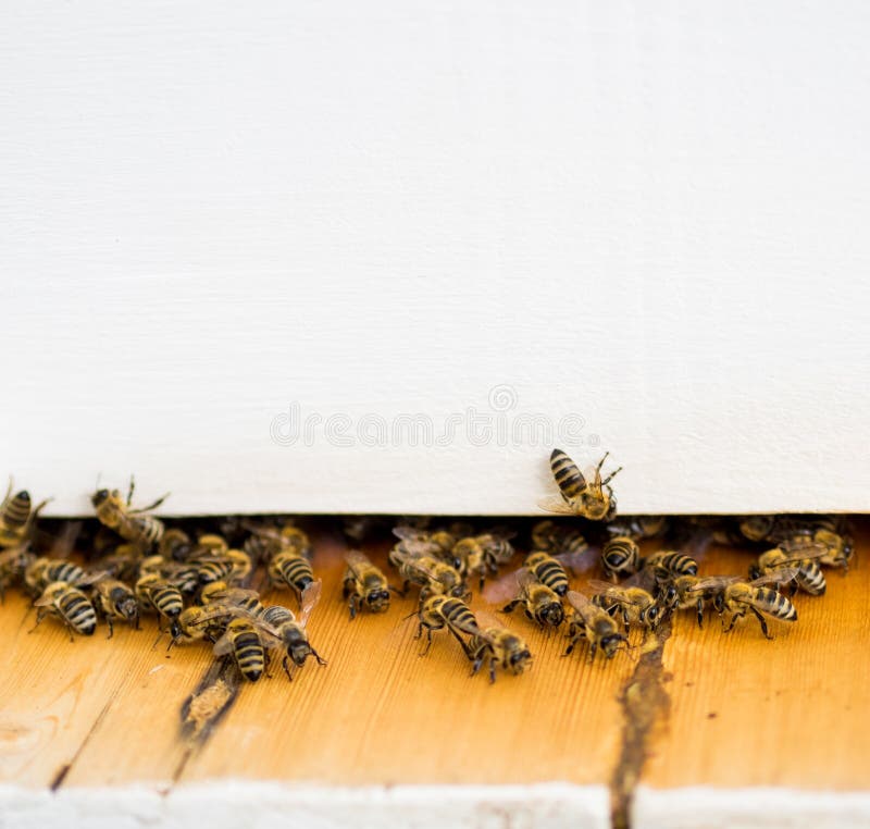 Ruche et abeille photographie stock libre de droits Ruche et abeille photographie stock libre de droits