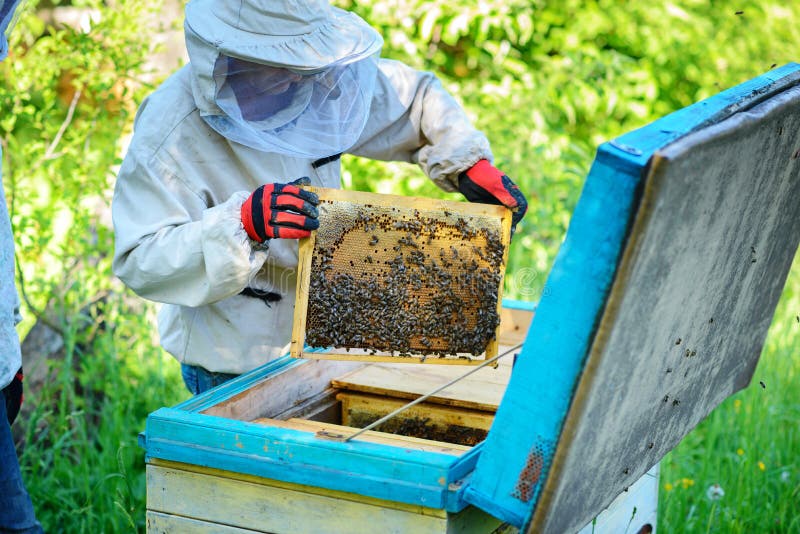 rucher L'apiculteur travaille avec des abeilles près des ruches photographie stock rucher L'apiculteur travaille avec des abeilles près des ruches photographie stock