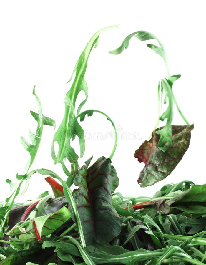 Rucola and Chard salad lightness concept