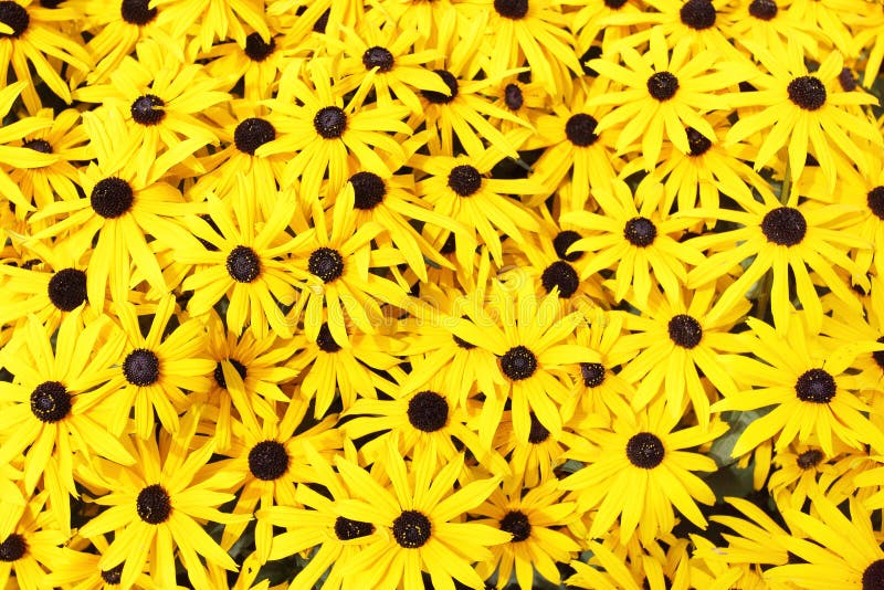 Rudbeckia photo libre de droits Rudbeckia photo libre de droits