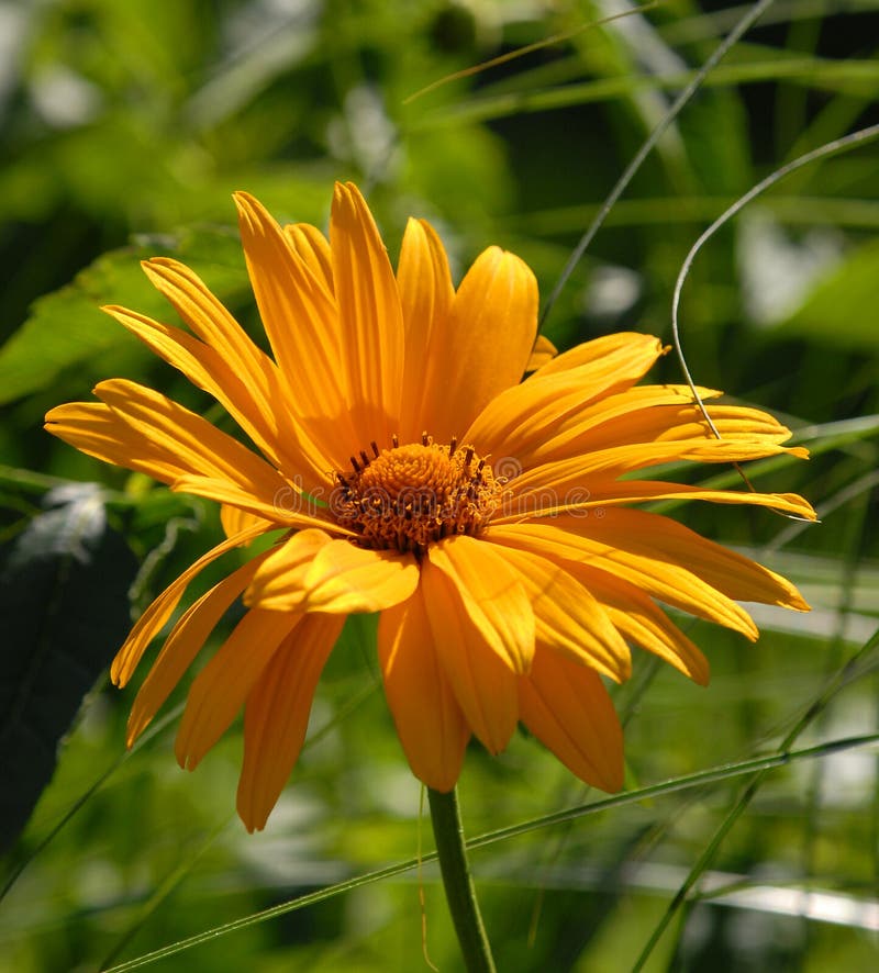 Rudbeckia