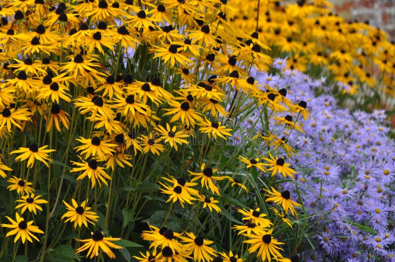 Rudbeckia fulgida mit Asterblumen stockbild Rudbeckia fulgida mit Asterblumen stockbild